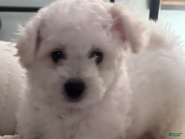 Bichon Frise dogs for sale: Baby boy 1 - Ad 2