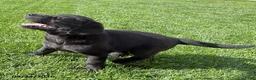 Labrador Retriever dogs for sale: Macy - Ad 2