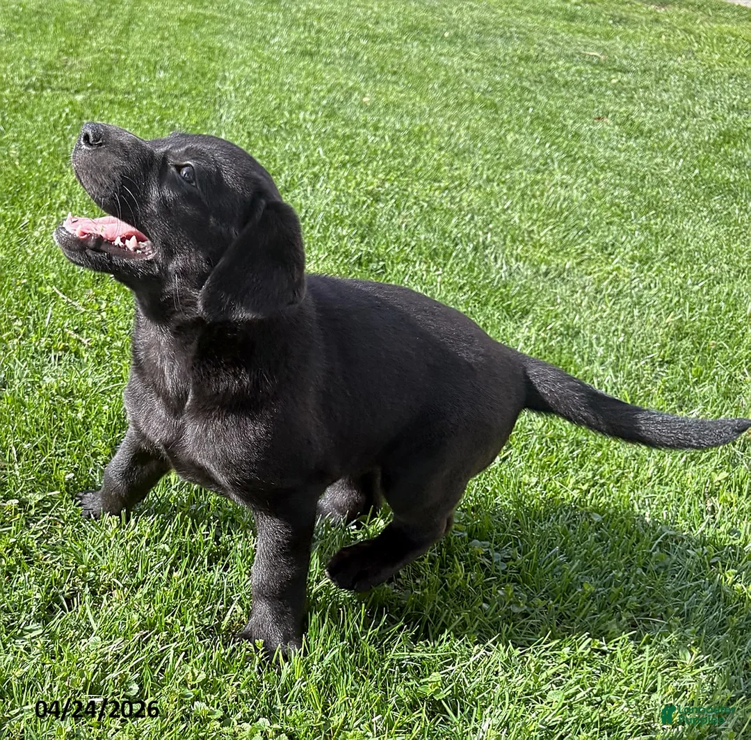Labrador Retriever dogs for sale: Macy - Ad 2