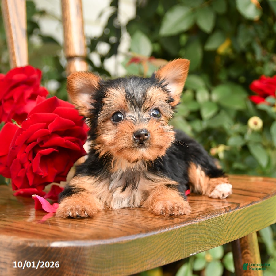 Yorkshire Terrier dogs Willow - Ad 2