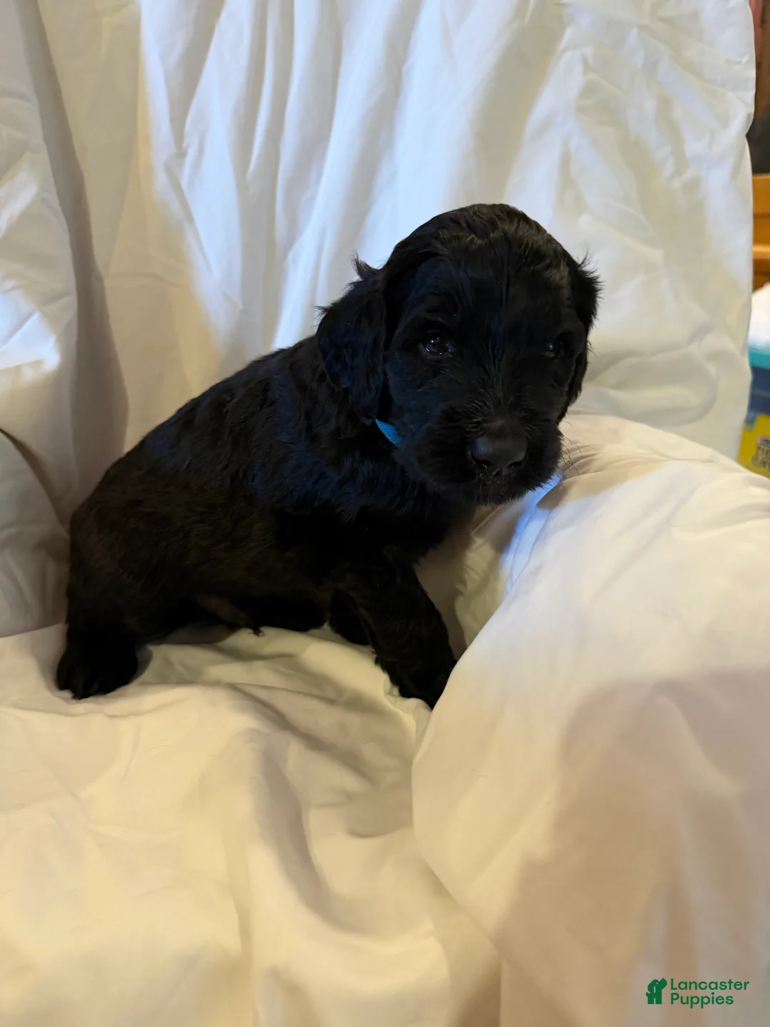 Labradoodle dogs for sale: Labradoodle Light Blue - Ad 1