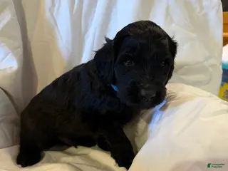 Labradoodle dogs Labradoodle Light Blue - Ad 32