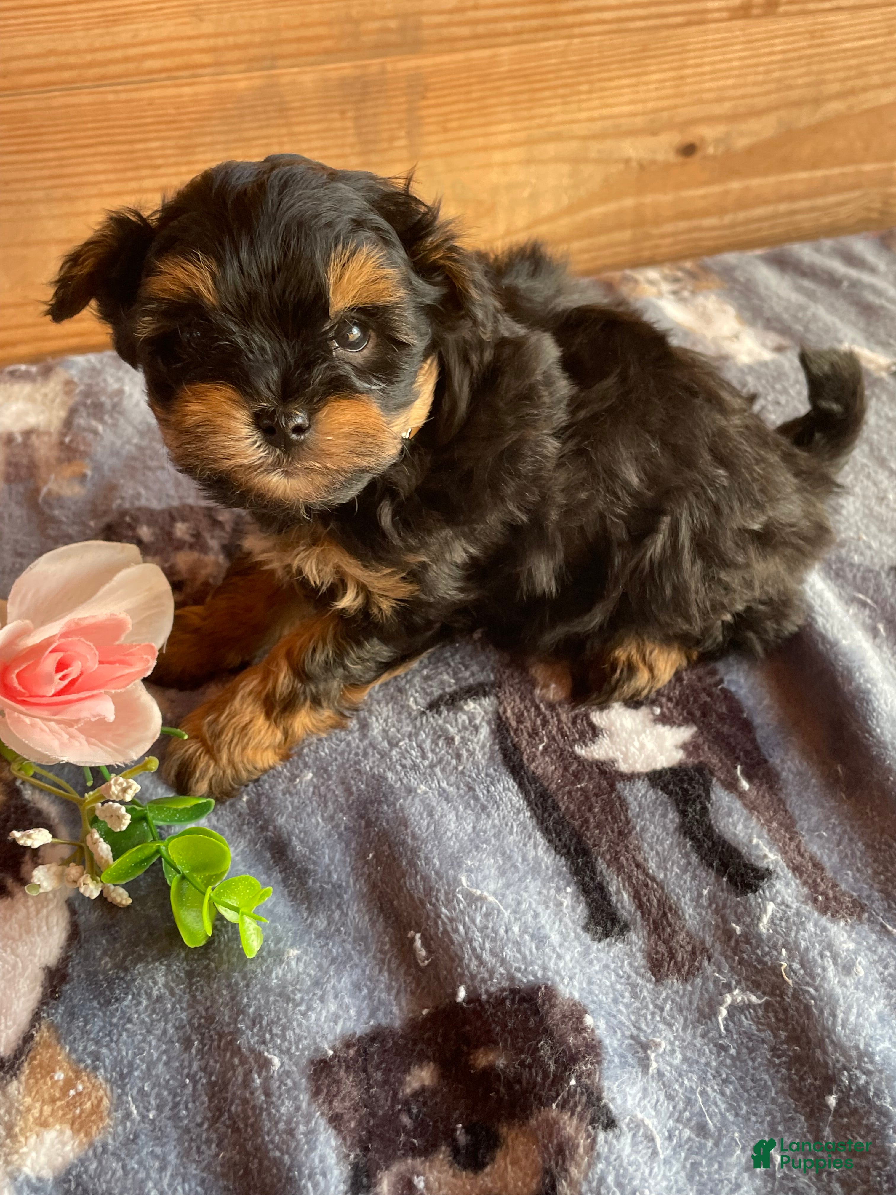 Pomapoo dogs Finn - Ad 10