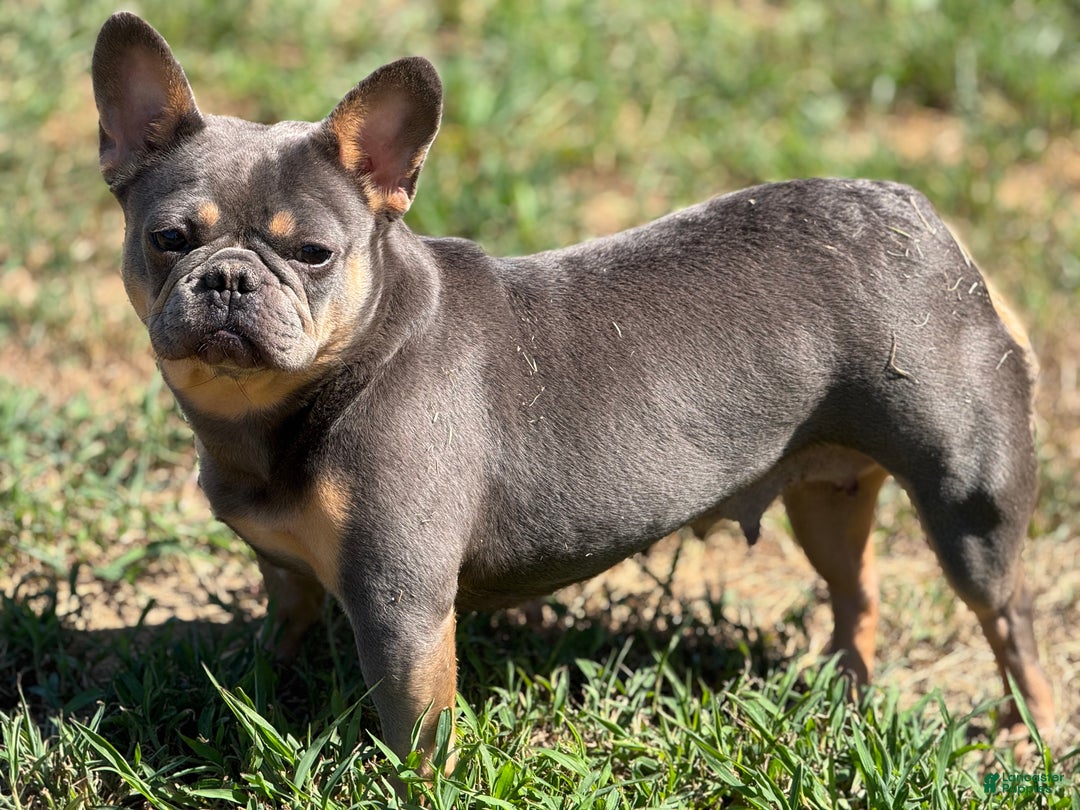 French Bulldog dogs for sale: French Bulldog Puppy 2 - Ad 2