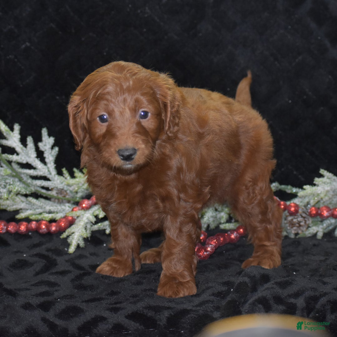 Mini Goldendoodle dogs for sale: Glory - Ad 5