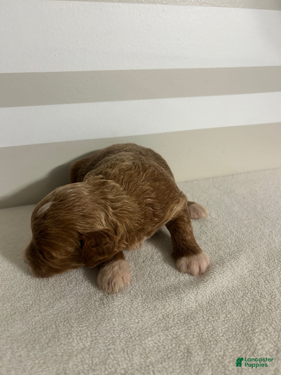 Mini Goldendoodle dogs for sale: Cindy - Ad 2