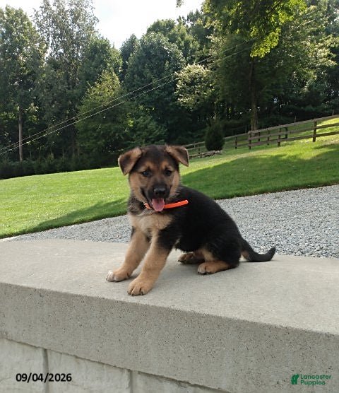 German Shepherd dogs for sale: Milo - Ad 3