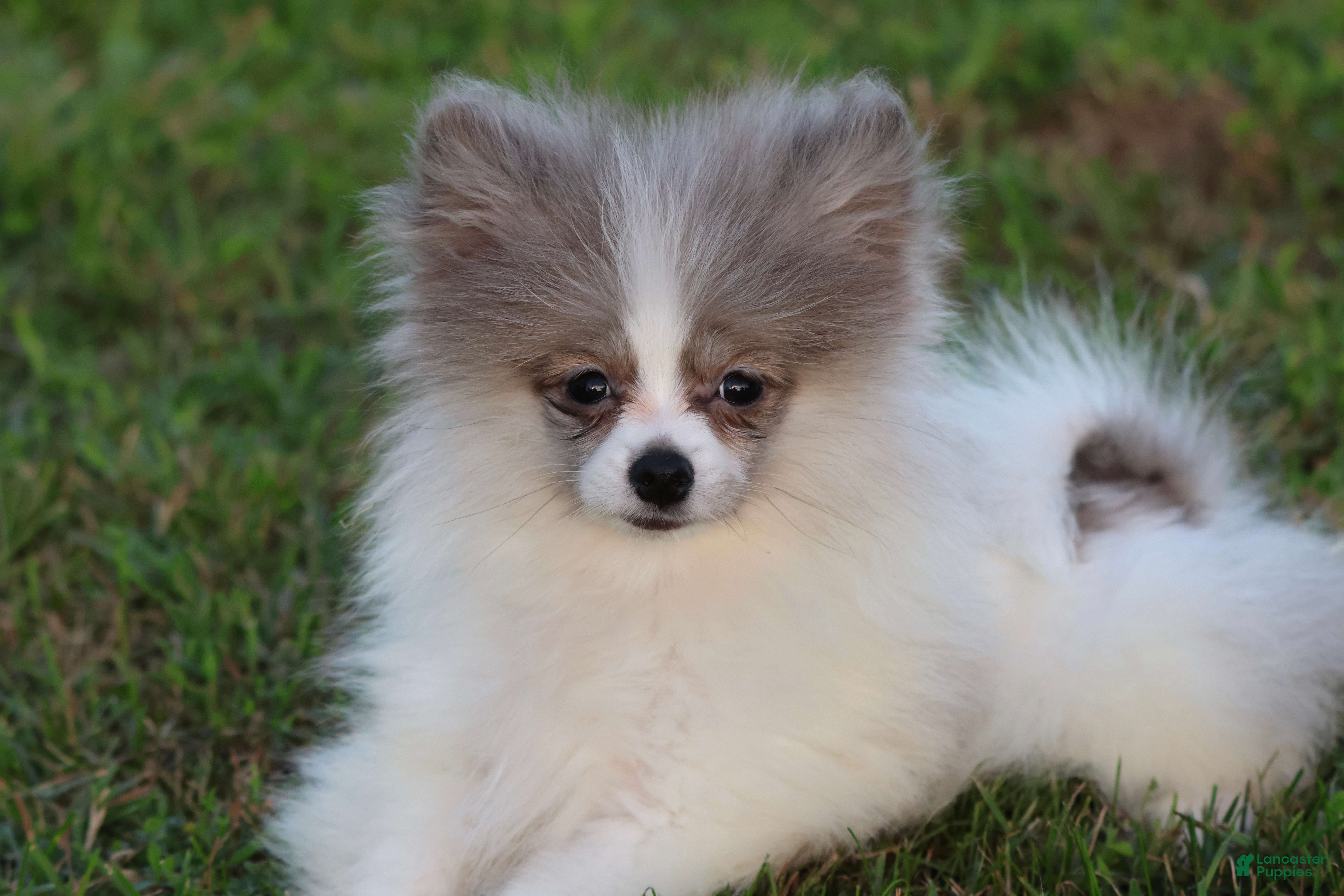 Pomeranian dogs Twirls - Ad 2