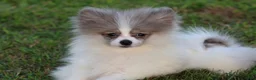 Pomeranian dogs for sale: Twirls - Ad 2
