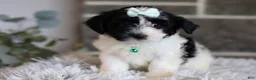 Maltipoo dogs for sale: Izzy - Ad 12
