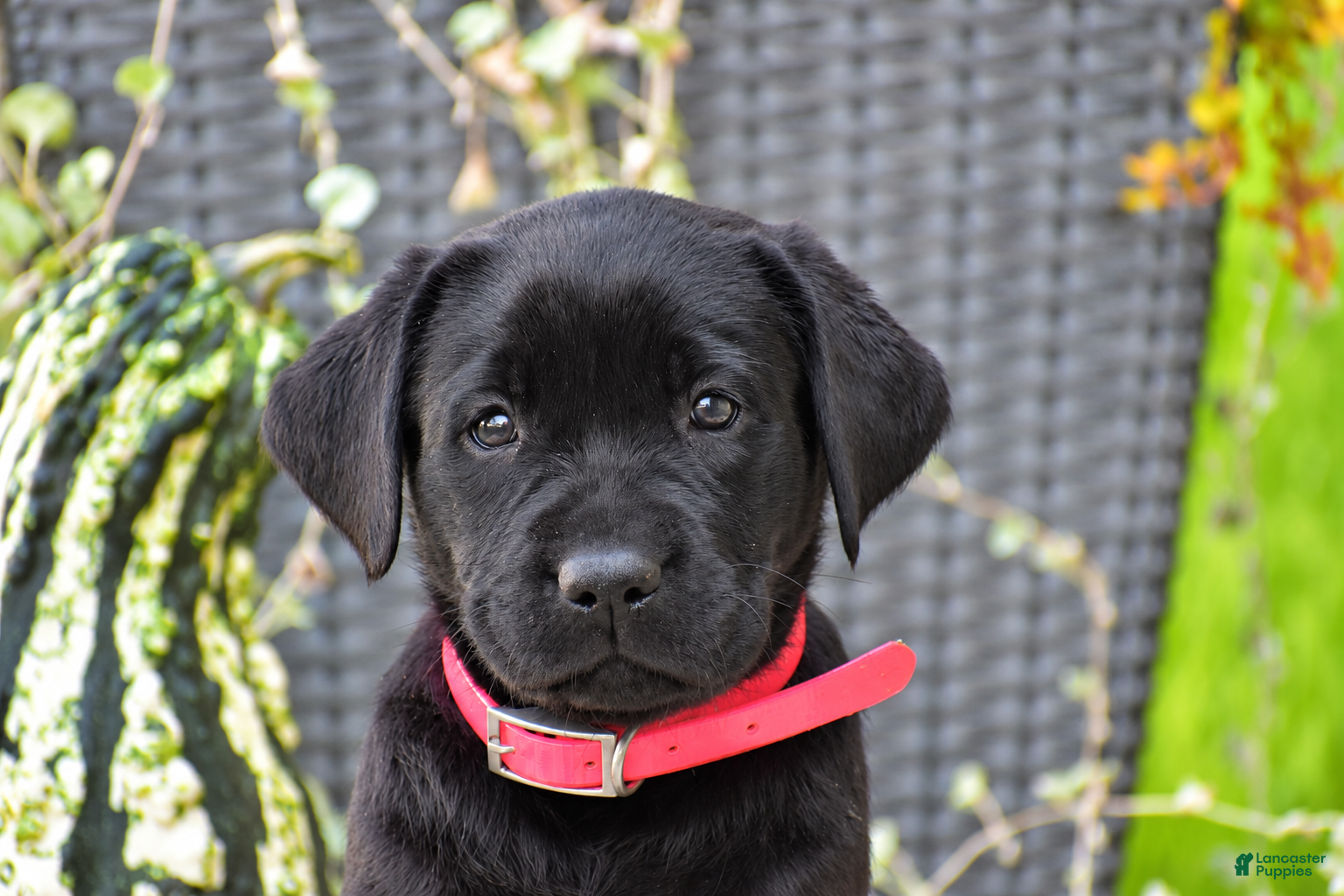 Labrador Retriever dogs Chelsea - Ad 2