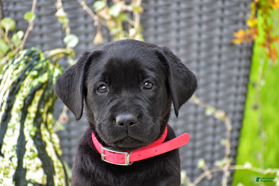Labrador Retriever dogs for sale: Chelsea - Ad 2