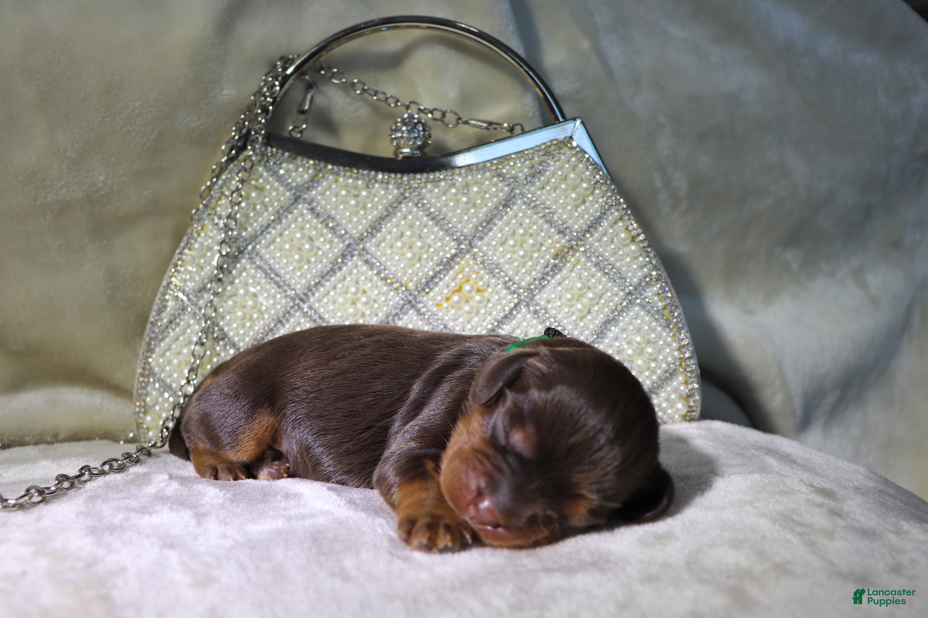 King Charles Spaniel dogs Female Puppy Green - Ad 34