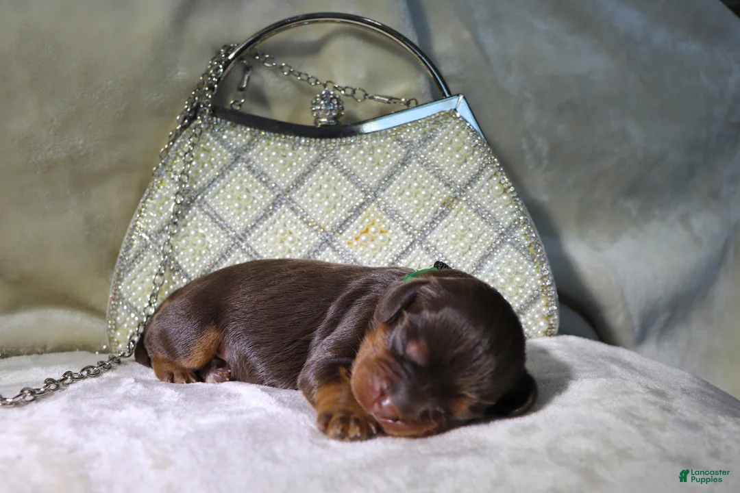 King Charles Spaniel dogs for sale: Female Puppy Green - Ad 1