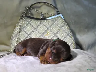 King Charles Spaniel dogs Female Puppy Green - Ad 34