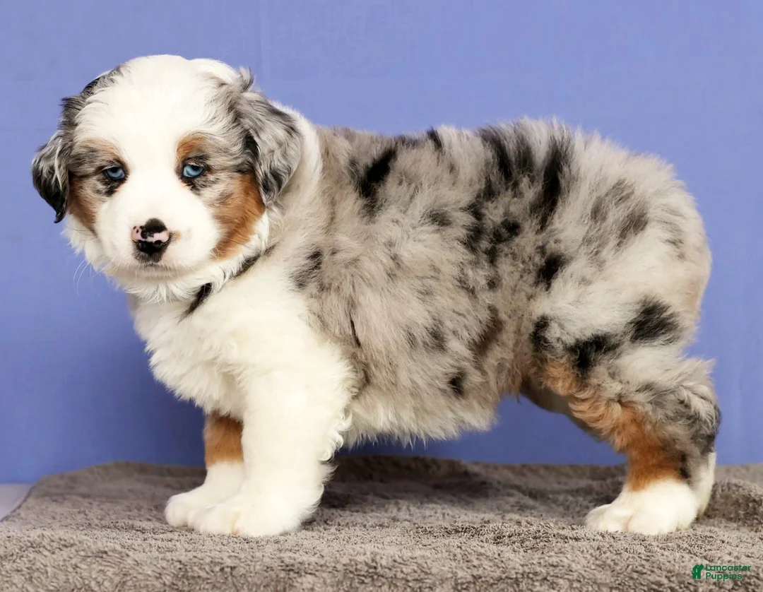 Miniature Australian Shepherd dogs for sale: Joey - Ad 4