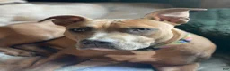 American Pit Bull Terrier dogs for sale: American Pit Bull Terrier 9 - Ad 12