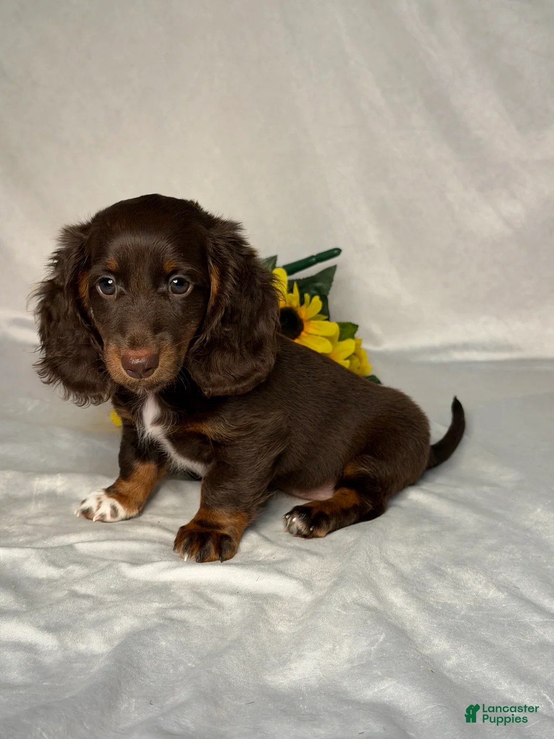 Miniature Dachshund dogs for sale: Grace - Ad 2