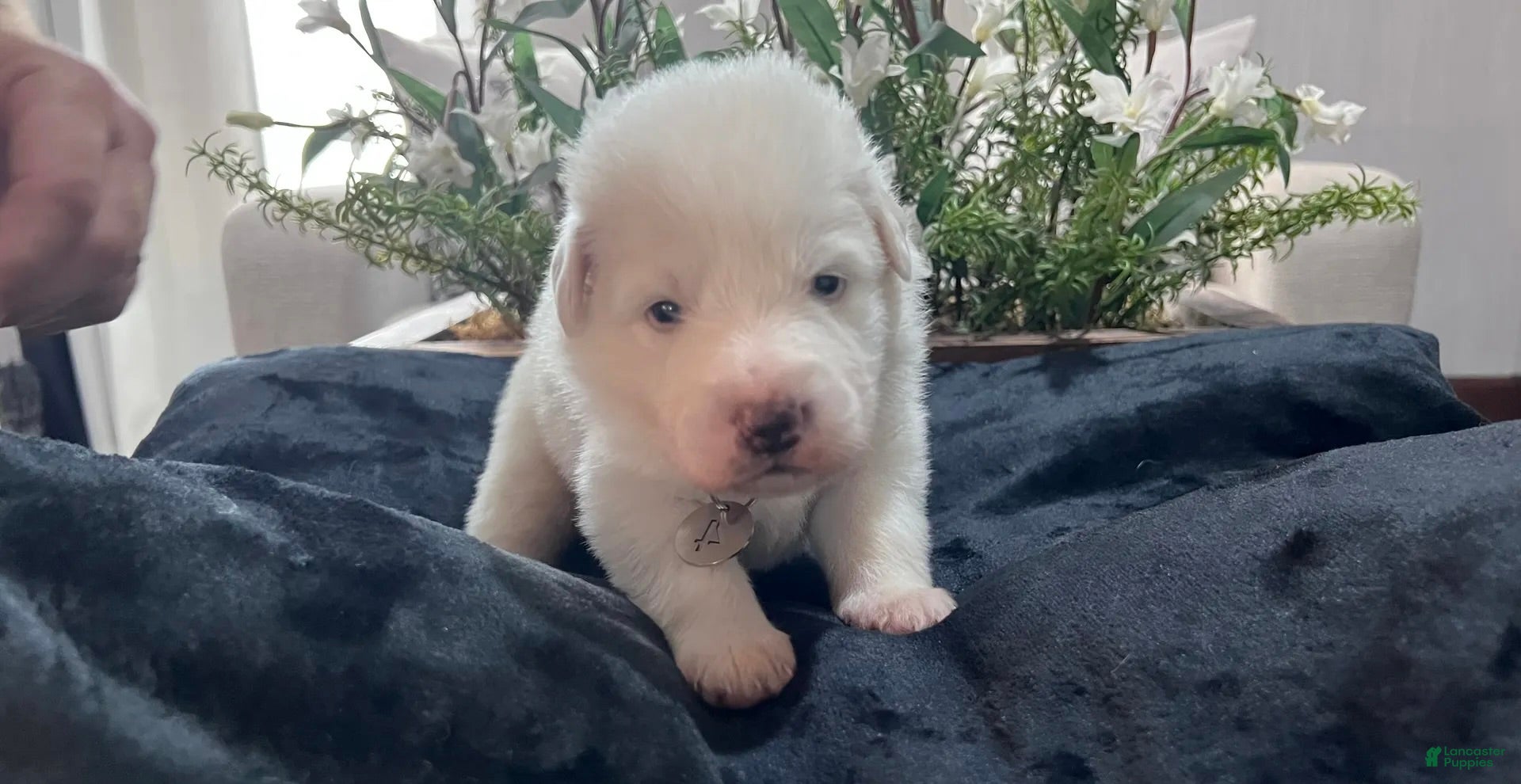 Great Pyrenees dogs Willow - Ad 2