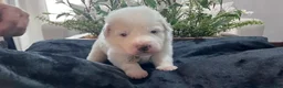 Great Pyrenees dogs for sale: Willow - Ad 2