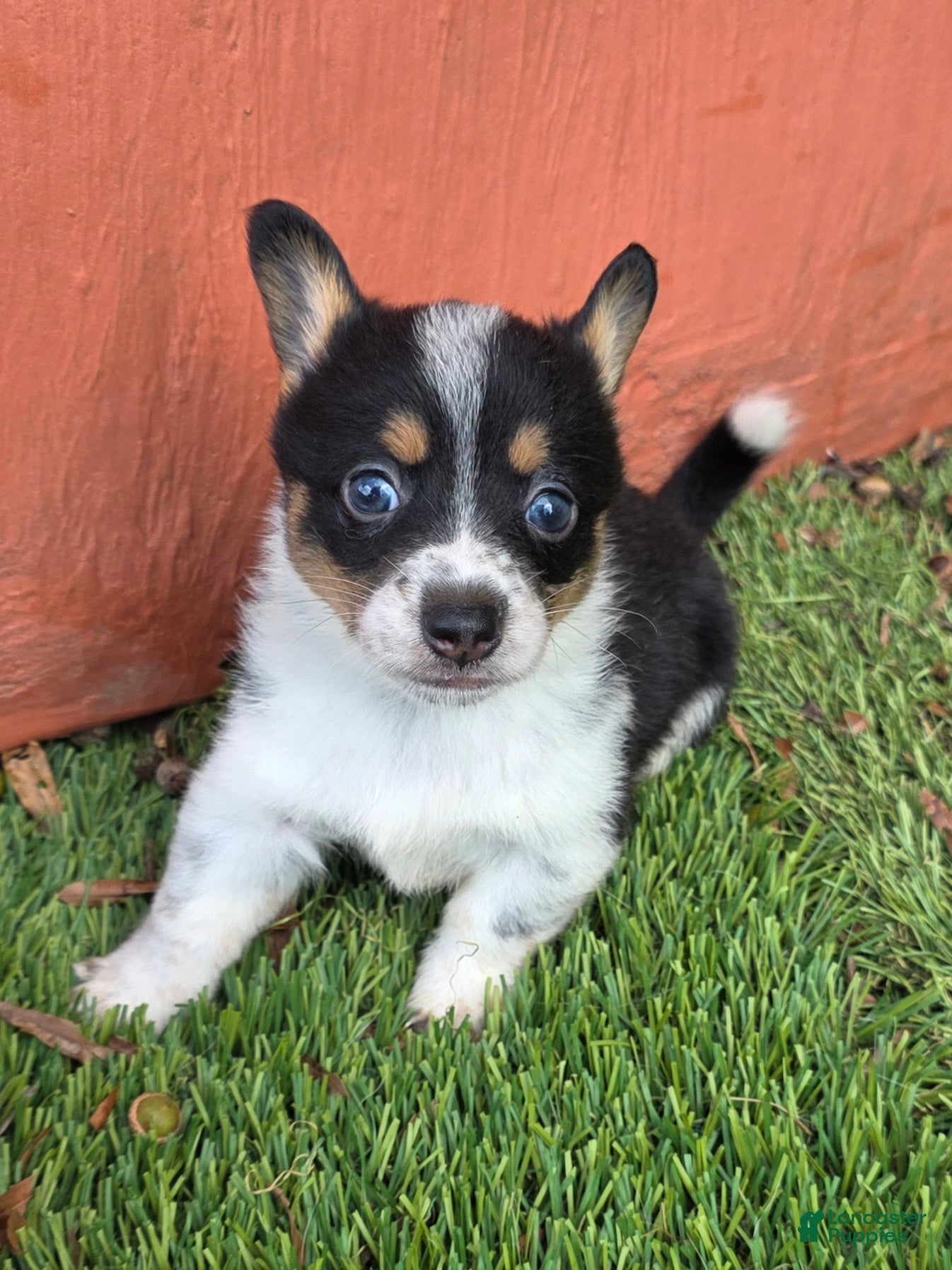 Mixed Breed dogs Pip (mini cowboy corgi) - Ad 2