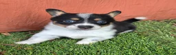 Mixed Breed dogs for sale: Pip (mini cowboy corgi) - Ad 2