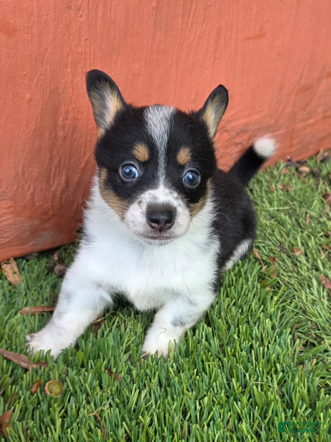 Mixed Breed dogs for sale: Pip (mini cowboy corgi) - Ad 2