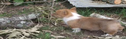 Welsh Corgi Pembroke dogs for sale: Welsh Corgi Pembroke Girl 2 - Ad 5