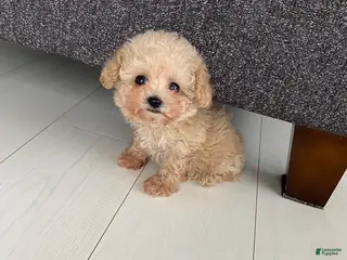 Toy Poodle dogs Kella - Ad 10