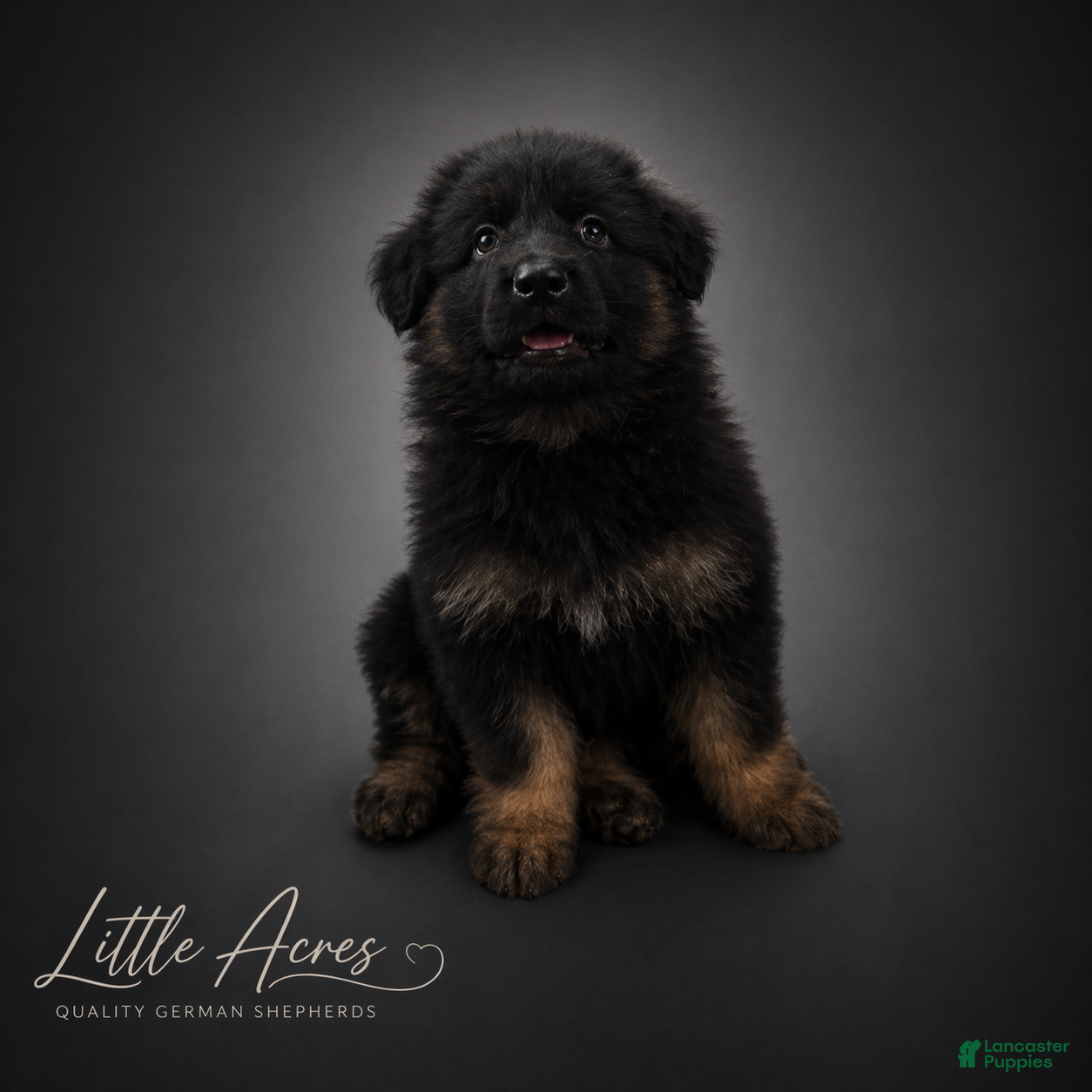 German Shepherd dogs German Shepherd Puppy 2 - Ad 13