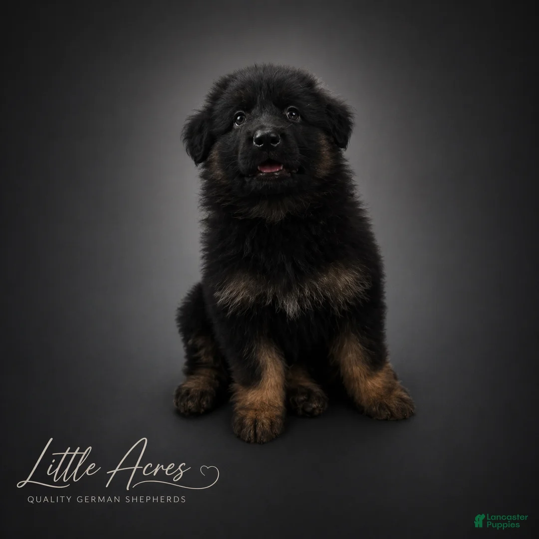 German Shepherd dogs for sale: German Shepherd Puppy 2 - Ad 1