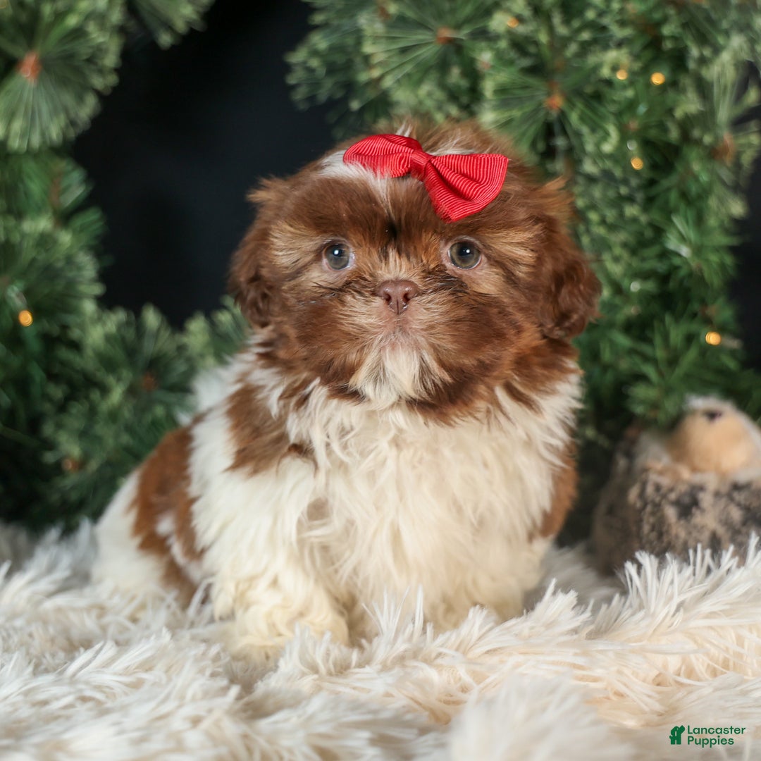 Shih Tzu dogs for sale: ROMEO - Ad 3