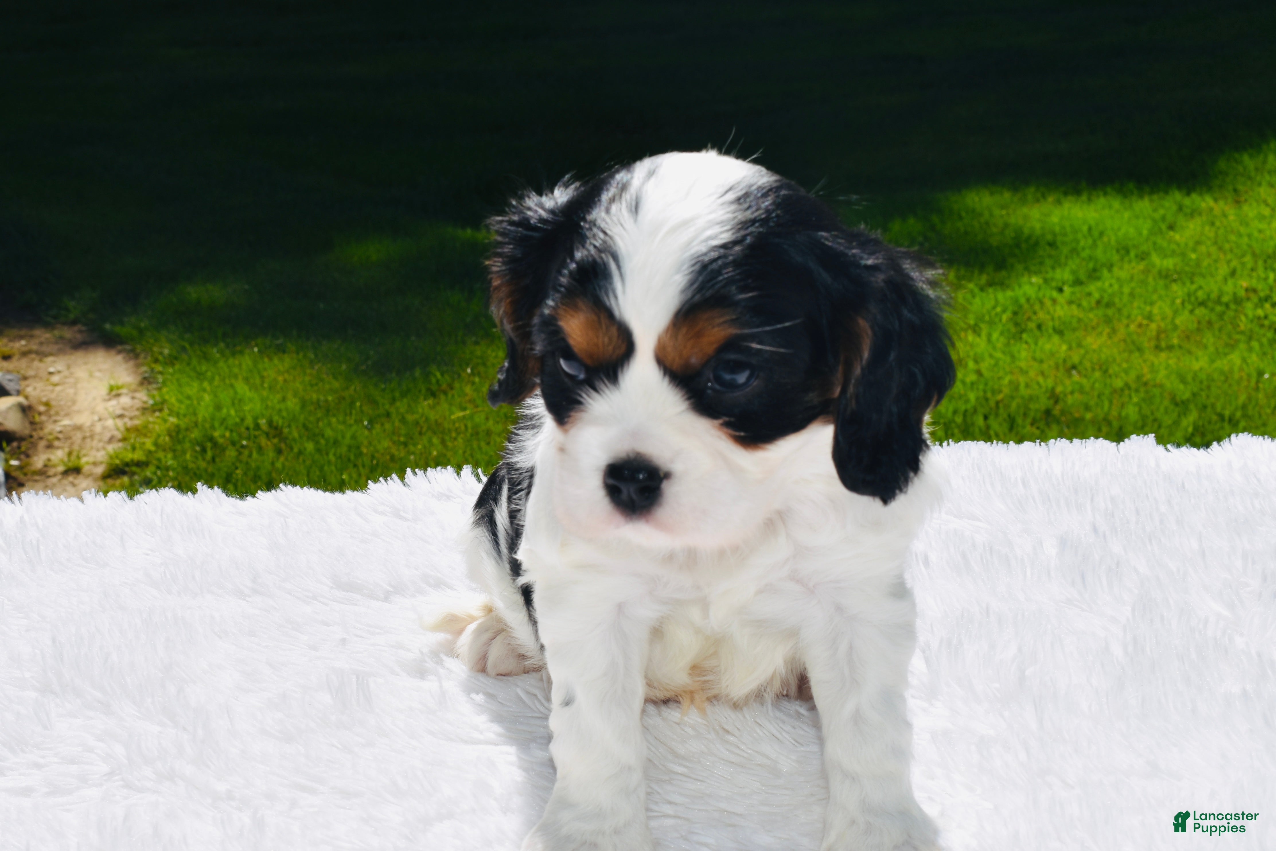 Cavalier King Charles Spaniel dogs Tucker - Ad 1