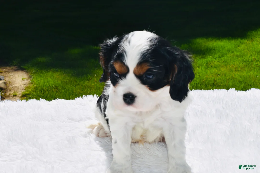 Cavalier King Charles Spaniel dogs for sale: Tucker - Ad 1