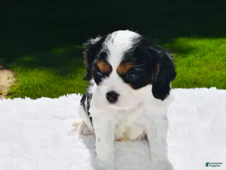 Cavalier King Charles Spaniel dogs for sale: Tucker - Ad 4