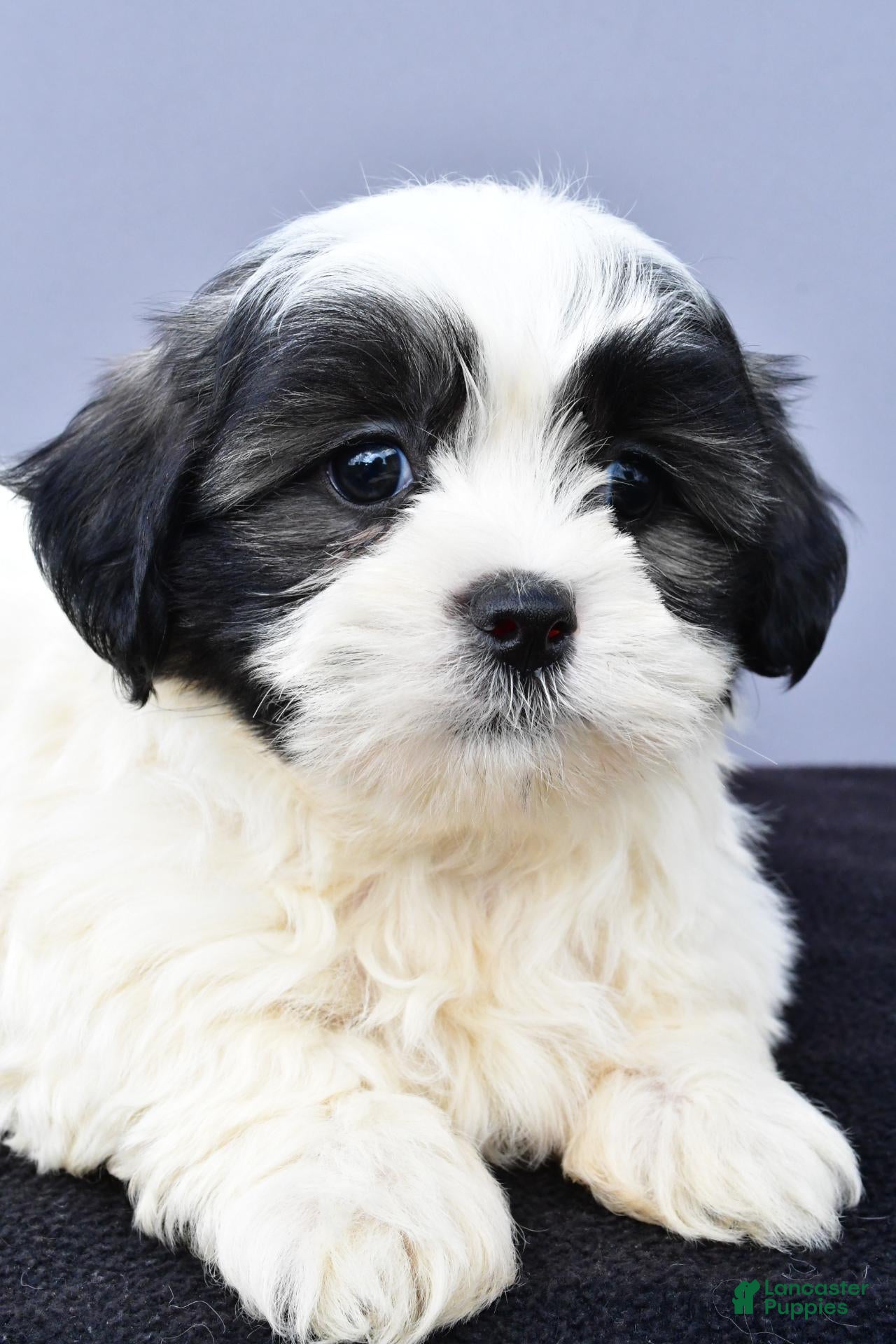 Malshi dogs for sale: Josh - Ad 2