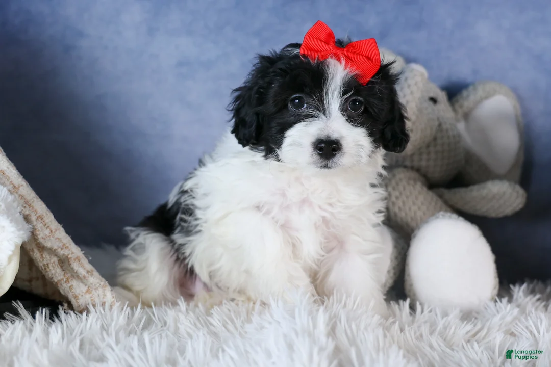 Havapoo dogs for sale: FRITZ - Ad 3