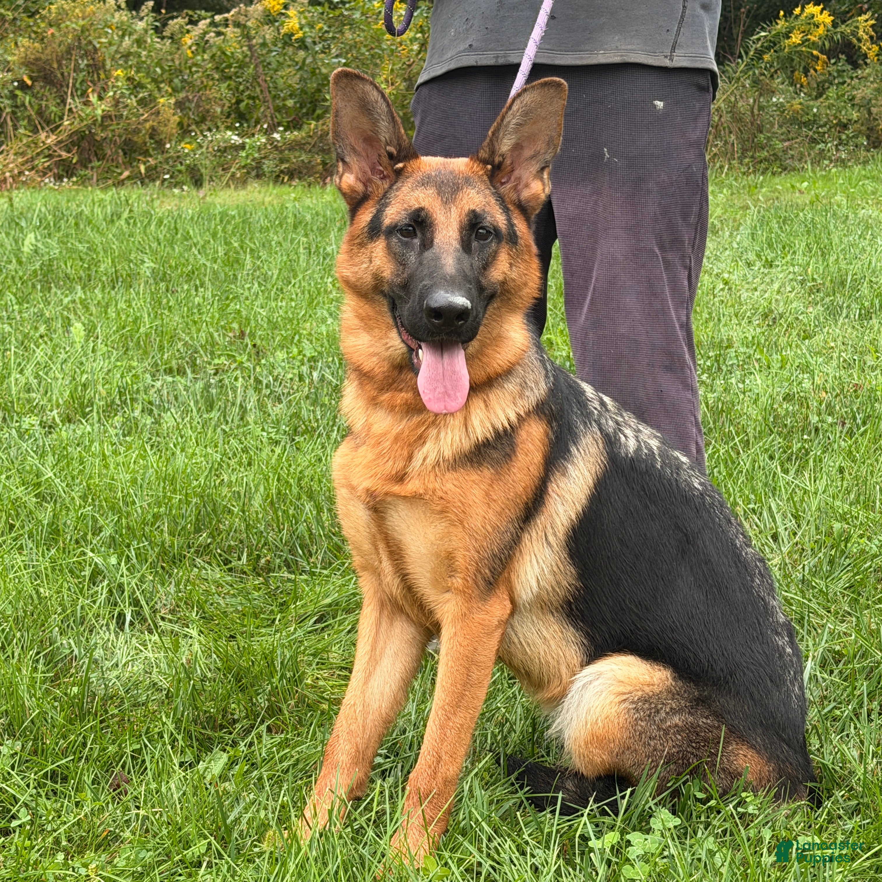 German Shepherd dogs Fiona - Ad 2