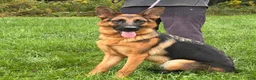 German Shepherd dogs for sale: Fiona - Ad 2