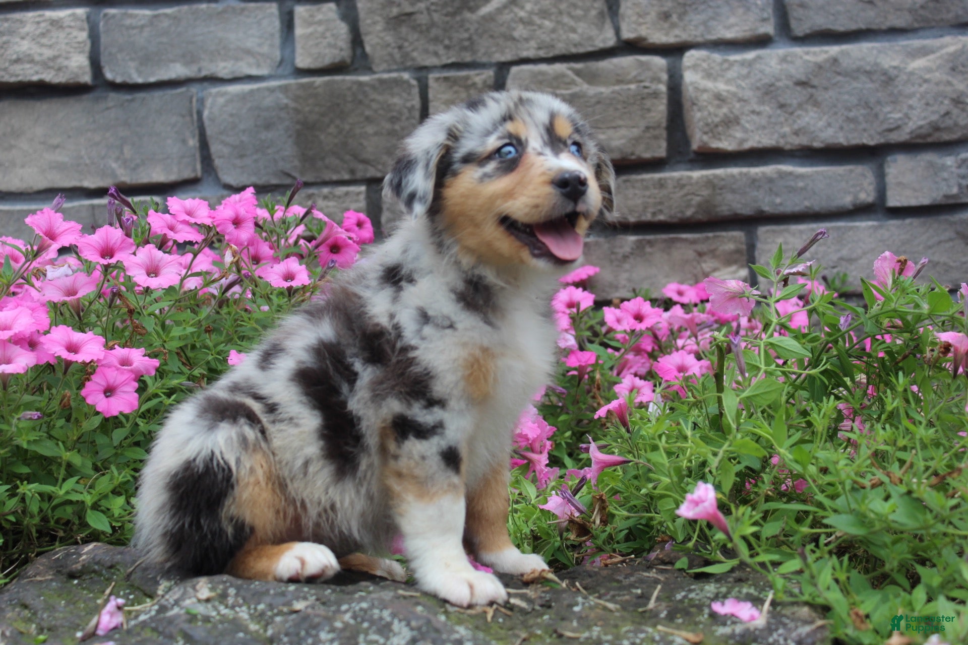 Australian Shepherd dogs Pebbles - Ad 1