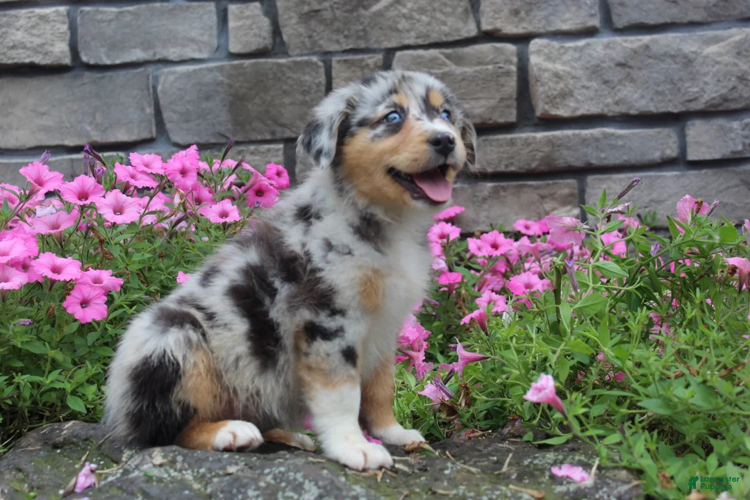Australian Shepherd dogs for sale: Pebbles - Ad 1