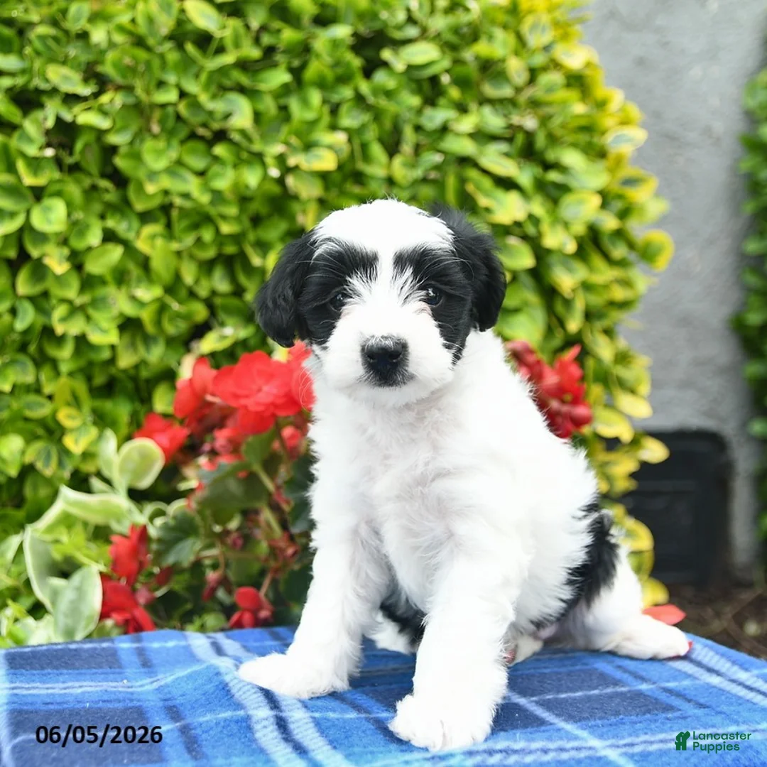 Yorkiepoo dogs for sale: Rose  - Ad 1