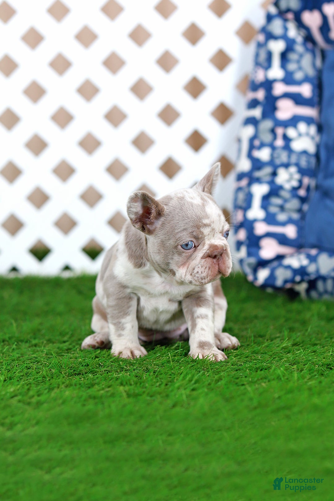 French Bulldog dogs for sale: Milena  - Ad 3