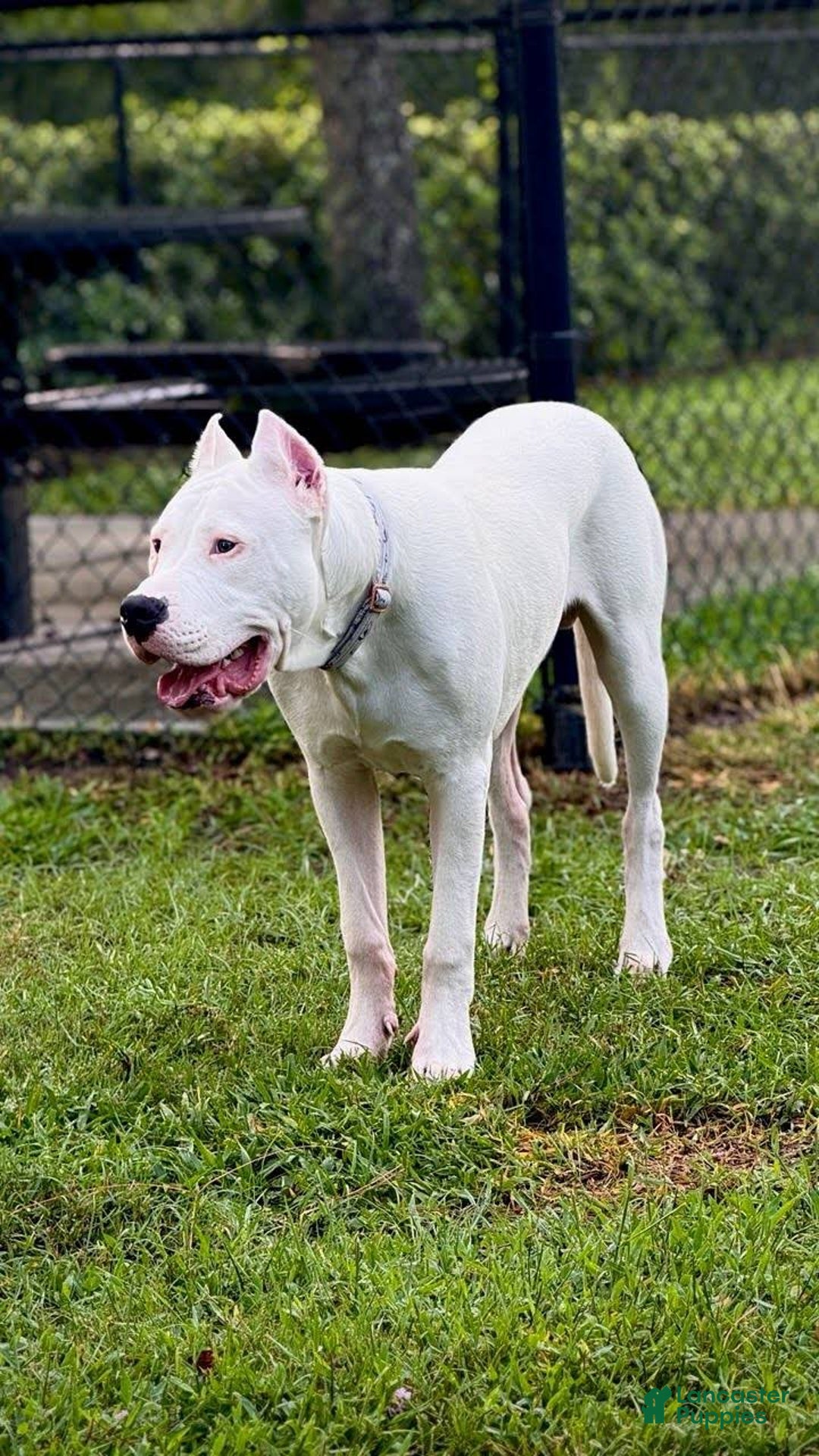 Dogo Argentino dogs for sale: Dogo Argentino Puppy 2 - Ad 2