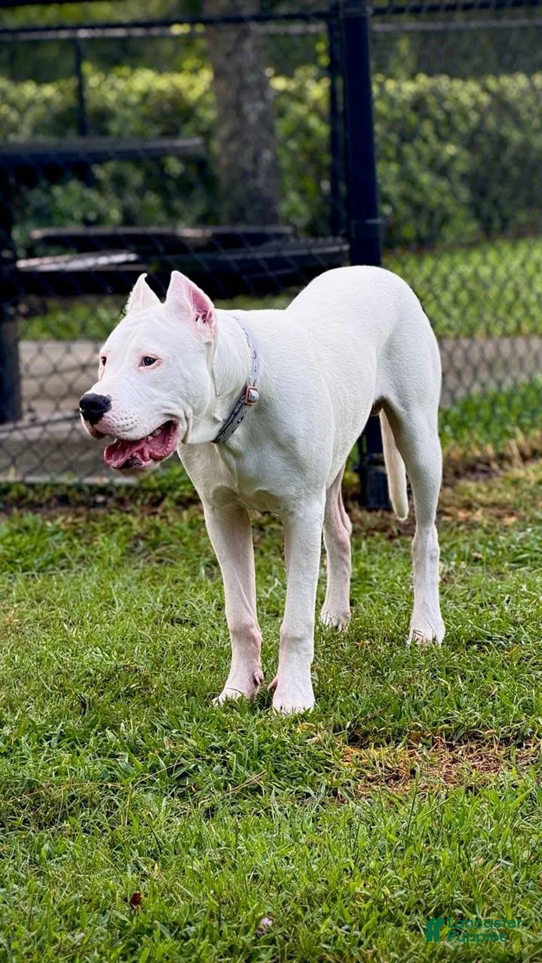 Dogo Argentino dogs for sale: Dogo Argentino Puppy 9 - Ad 2