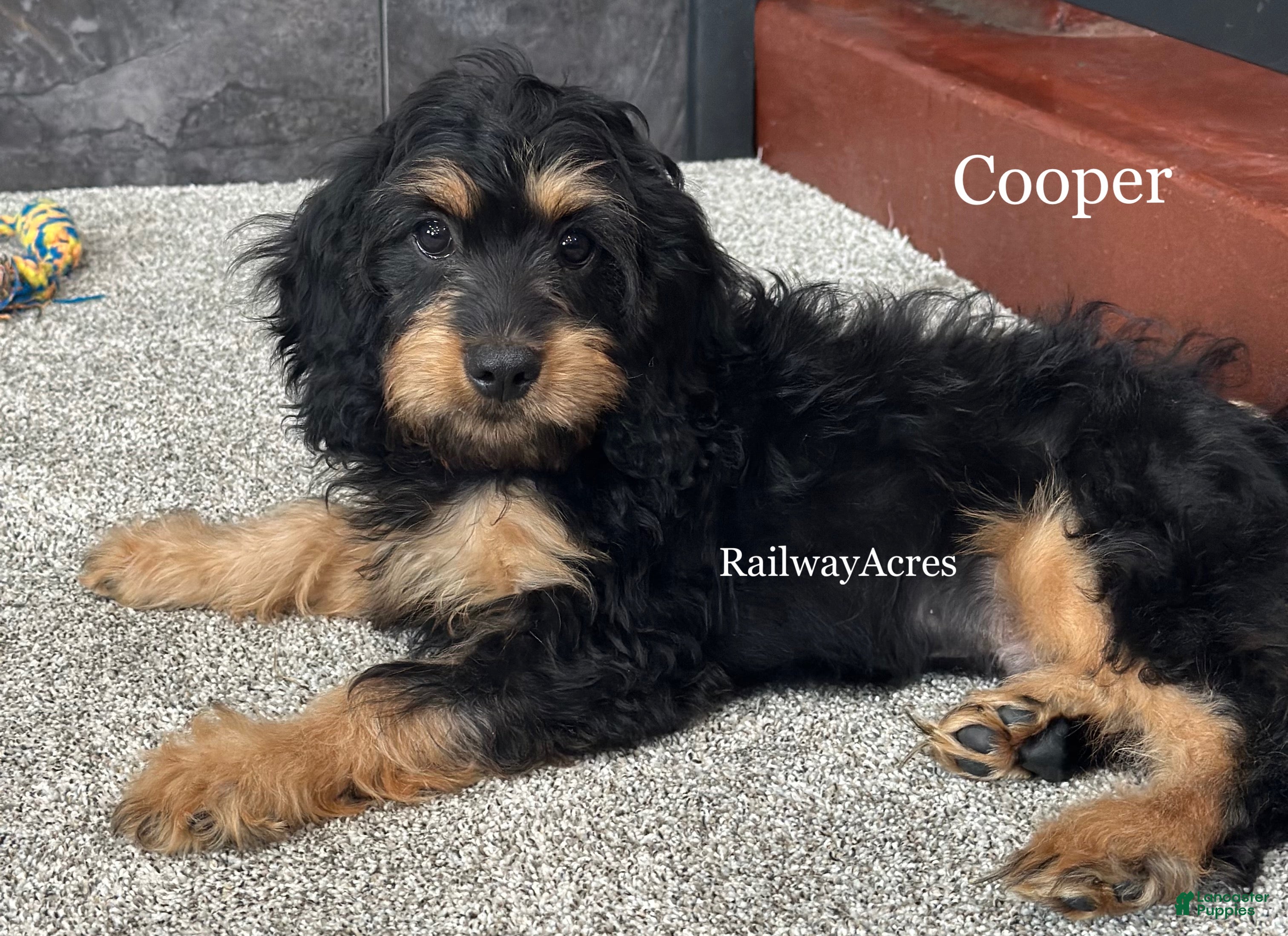 Cavapoo dogs for sale: Cooper - Ad 1