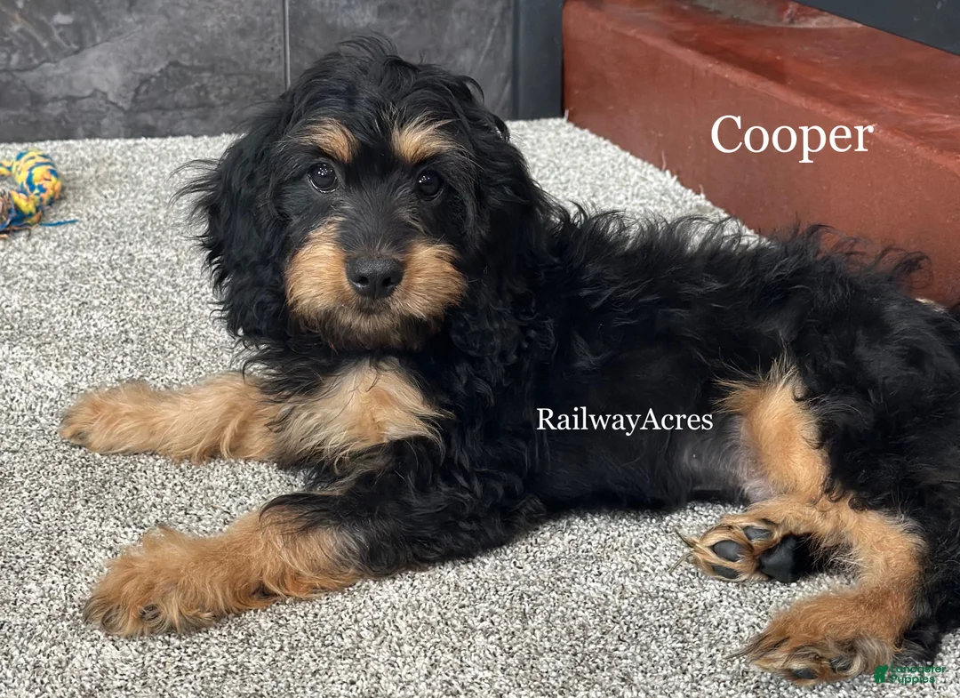 Cavapoo dogs for sale: Cooper - Ad 1