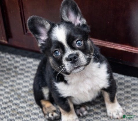 French Bulldog dogs French Bulldog Puppy 1 - Ad 1