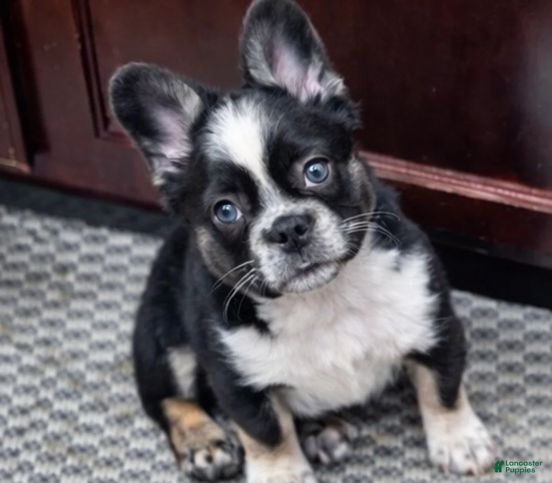 French Bulldog dogs for sale: French Bulldog Puppy 1 - Ad 1