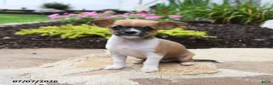 Chiquita